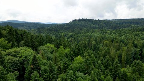 Harz forest densely planted top view flying drone coniferous deciduous green beautiful view