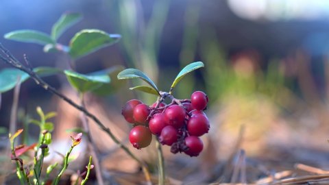 Red berry lingonberry grows in the forest. Close-up hand picks a branch with a wild forest berry