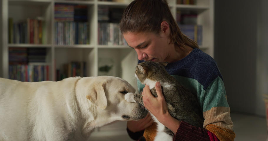 Cinematic authentic shot of happy woman presenting new member of family cat to her curious pet labrador retriever dog while having fun together on carpet in living room at home.  Royalty-Free Stock Footage #1080269120