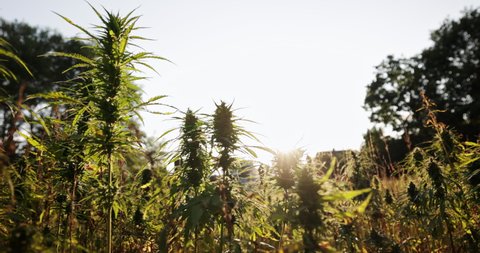Hemp farmer walking through cannabis field at sunset shot in 4k super slow motion