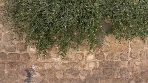 Midyat, Mardin, Turkey - 10th of June 2021: 4K Flowering caper plant on the medieval wall
