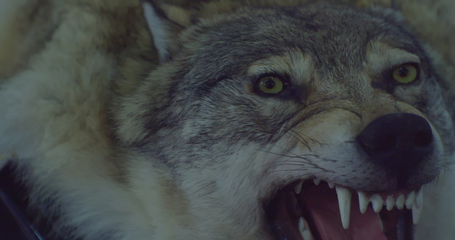 A stuffed dire wolf with a bared mouth and fangs.