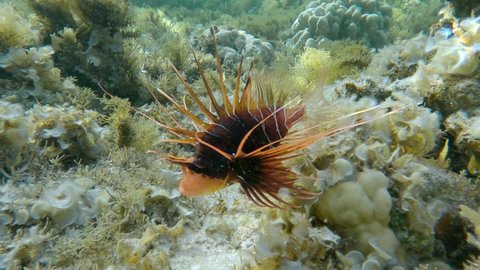 Radial Firefish or Red sea lionfish (Pterois radiata, Pterois cincta) swims above seabed covered with Peacock's tail (Padina pavonica), Brown algae (Sargassum) and Red algae (Liagora viscida) 4K