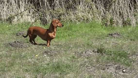 Brown short haired dachshund standing, looking at the camera, attentive and starting to run on the green grass, passion for running in nature, a natural instinct on a sunny day in the park