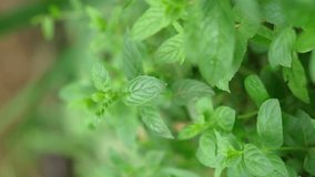 Close up of a wild mint plant. Selective focus. Growing plants in the garden. Vertical video