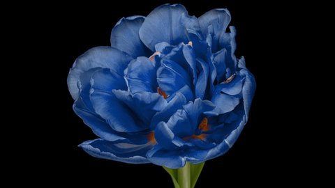 Blue tulip flower on black background. Amazing blue tulip opening
