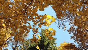 Yellow leaves of trees on the background of the sky in autumn 4K. Can Be Used As Background Video To Text Or Graphics.