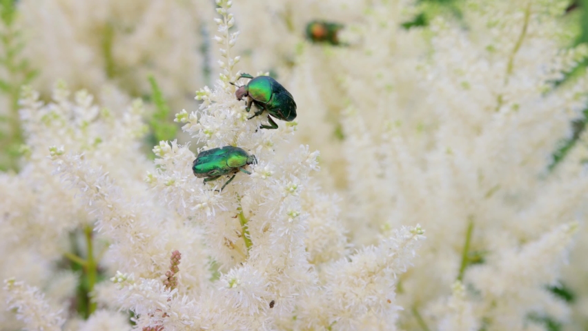 Close up of couple large emerald beetles crawl on a white fluffy decorative flowering plant.
