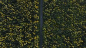Aerial drone view of green forest with road and cars driving on the country road. top view. 4k video