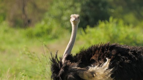 Close-up of the head of an ostrich. African ostrich portrait. wildlife footage captured during a scientific expedition in Tanzania, professional cinema equipment, Leica optics, downscale 6K.