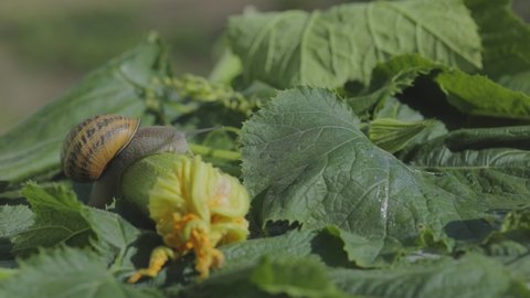 Snail on a vegetable marrow close-up. Snail in the garden. Snail in natural habitat. Snail farm.