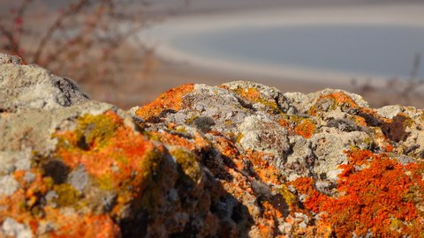 Lichens on a natural stone on the banks of the Kuyalnitsky estuary, Ukraine