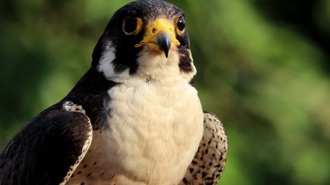 Peregrine Falcon (Falco peregrinus) the fastest animals in the world. 4k 