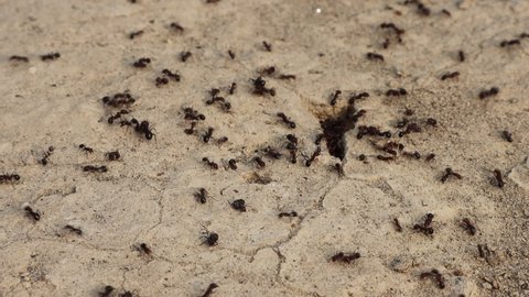 ground ants bill slow motion