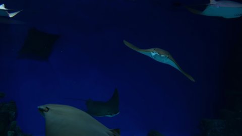 A floating ray in the abyss of the ocean.