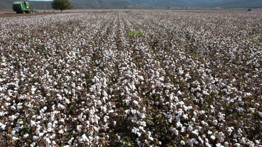 Cotton harvester machine picking mature cotton bolls from plants in a vast agricultural field during the autumn harvest season under a clear blue sky, showing industrial farming