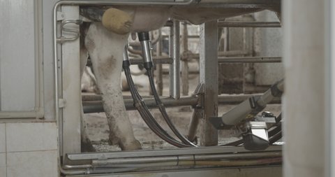 Automatic machine robot for milking cow's milk. Cattle in the barn. The process of cows getting milked at a dairy factory. Robot hand and innovative technologies in agricultural industry.