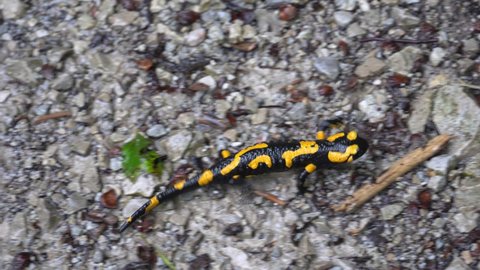 Fire salamander walked after rained in forest,is a common species of salamander found in Europe.It is black with yellow spots or stripes to a varying degree.