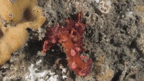 Mating behavior of sea slugs showing their reproduction organs in a display of underwater courtship. Marine science video