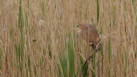 A Purple Heron, Ardea purpurea, balances on a clump of reeds preening itself while waiting for prey to come along at the Lake Kerkini wetland in northern Greece. Part of sequence. Tight shot.