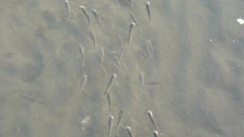 A school of little fish swimming in the same direction in a puddle of sandy water tidal flat at Gaomei wetlands preservation area, Taichung, Taiwan.