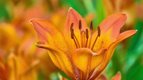 Orange lily. Lilium bulbiferum, common names orange, tiger or fire lily, Jimmy's Bane, is herbaceous European lily with underground bulbs, belonging to Liliaceae.