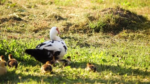 Muscovy duck walks with the ducklings. Muscovy duck (Cairina moschata) is a large duck native to the Americas. The domestic subspecies, Cairina moschata domestica in Spanish as the pato criollo.