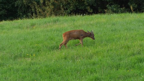 Roe Deer, Capreolus Capreolus, Doe Feeding and Looking Around on Meadow. Wild Animal Roe Deer With Orange Fur Grazing on Hay Field Summer Nature. Wild Little Fawn in Nature. Cute Funny Fawn in Grass.