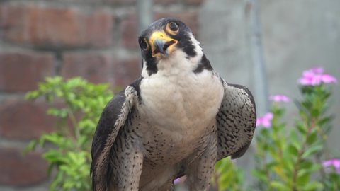 Peregrine falcon, Peregrine falcon closeup, flying shot, Peregrine falcon eye, trained Peregrine falcon