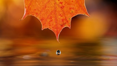 Super slow motion of autumn maple leaf with dripping water drop. Camera motion. Filmed on high speed cinema camera, 1000 fps.