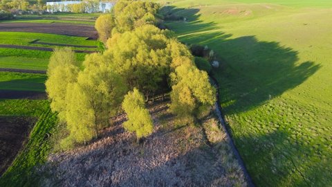 Old willows with young foliage growing along the small river valley among the withered reeds, aerial view over the tree tops in spring evening

