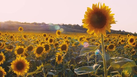 Sunflower waving in the wind in sunflower field on sunset