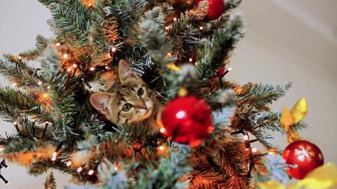 The cat plays with Christmas glass ornaments in the middle of the Christmas tree