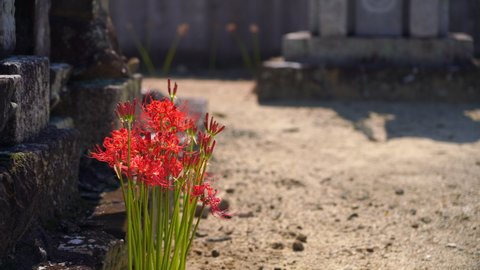 Autumn cluster amaryllis blooming in the grave