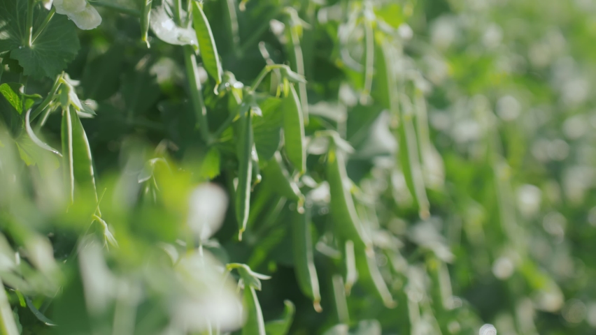 Fresh Green Peas Growing in the Garden.
Harvesting young green peas. Summer in garden, fresh pea pods. Royalty-Free Stock Footage #1080322709