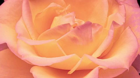 Beautiful fresh pink yellow rose rotating, close up. Soft light effect. Spa concept. Wedding, Birthday, Valentines day, Mothers day concept. Congratulation banner Video stock