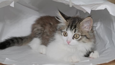Siberian longhaired kitten sitting and playing in paper bag, 4k