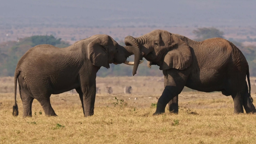 African Bush Elephant - Loxodonta africana, two Elephant fight in svannah of Amboseli park in Kenya, tusks and trunks up, big strength, weight and muscles.  Royalty-Free Stock Footage #1080329015