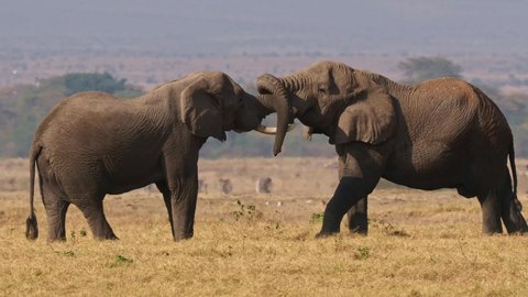 African Bush Elephant - Loxodonta africana, two Elephant fight in svannah of Amboseli park in Kenya, tusks and trunks up, big strength, weight and muscles. 