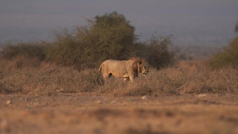 Lion - Panthera leo king of the animals. Lion - the biggest african cat in Amboseli National Park in Kenya Africa, walk in savannah around the giraffes during sunrise, hunting hunter. Long walk.