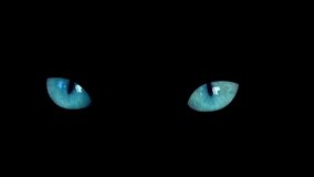 Close up two blue cat eyes looking to camera on black background. Dark halloween blue cat eyes isolated background. - Powered by Shutterstock - Get 15% off with code: PIKWIZARD15