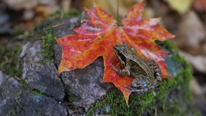 A brown frog sits on a maple leaf in autumn