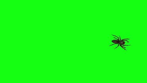 Spider walking on green screen background. Halloween concept idea 3D spider animation.
