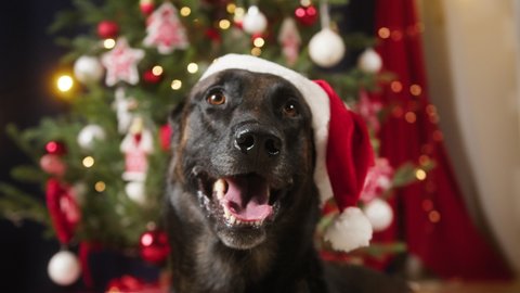 Dog wearing christmas hat close-up. Malinois bard posing, breathing with tongue out. Black puppy dressed in costume, sitting near decorated fur tree. New year holidays concept.
