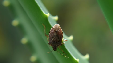 A close-up of a brown stink bug on a green aloe vera leaf