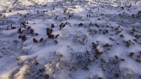 Winter tundra, the first snow (whiteout). Bearberry (Arctostaphylos uva-ursi), crow and lichen leaves stick out from under the snow.