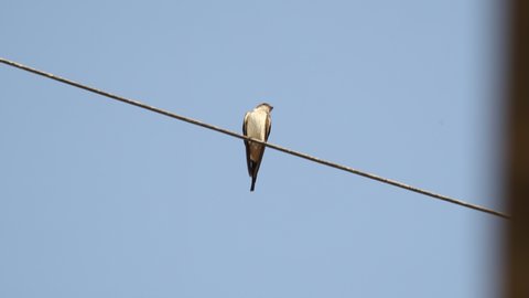 A swallow bird is scratching at an electric wire.