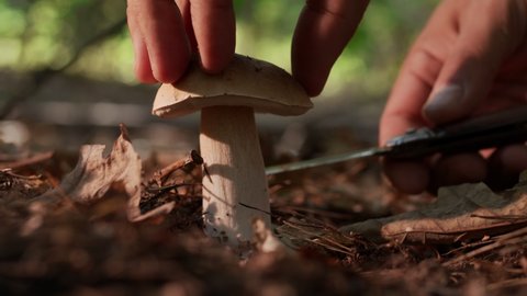 Ripe porcini mushrooms (boletus or cep) in the autumn forest, the hand of a mushroom picker cuts a large porcini mushroom with a mushroom knife. 