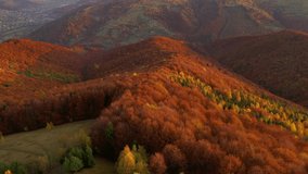Attractive view from a drone flying over the colorful forest in day. Location place Carpathian mountains, Ukraine, Europe. Cinematic aerial shot. Discover the beauty of world. Filmed 4k, drone video.