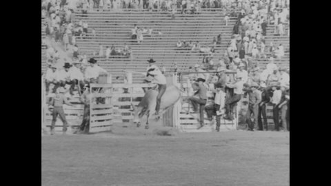CIRCA 1954 - Cowboys ride bucking broncos and bulls at a rodeo.